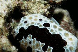 Pleurobranchus grandi